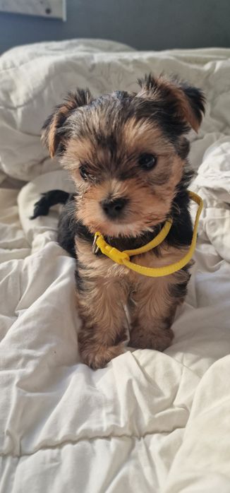 Yorkshire terrier dziewczynka malutka miniaturka