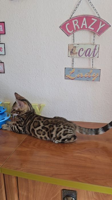 Елітні  бенгальські  кошенята  дівчата бенгал