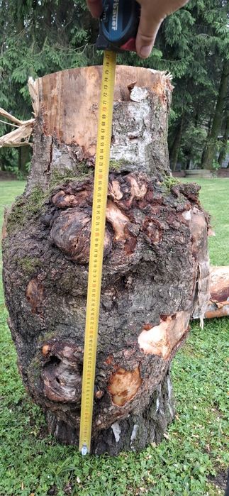 Czeczota brzozowa czeczot brzozowy