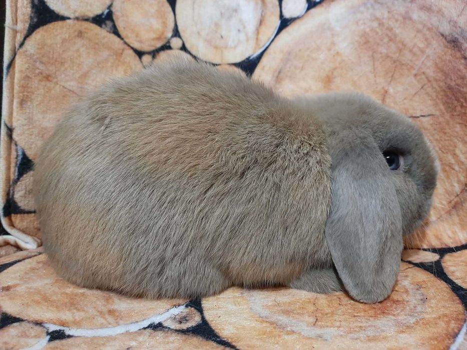 Mini Lop Królik karłowaty z hodowli rodowód Kraków