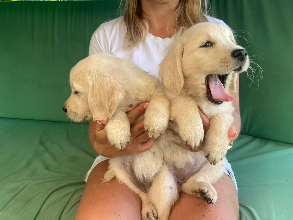 Golden Retriever szczeniak