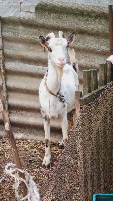 Коза Дійна 5 років