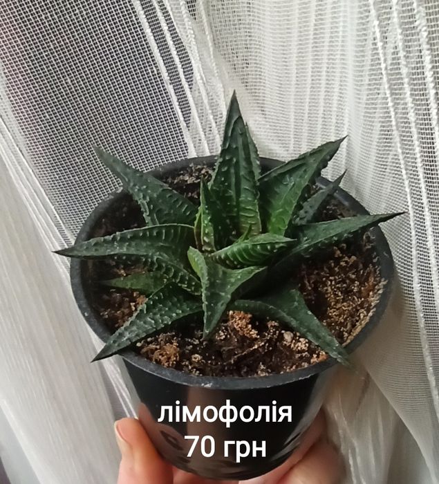 Гастерхавортія Роял Хайнесс, Лімофолія