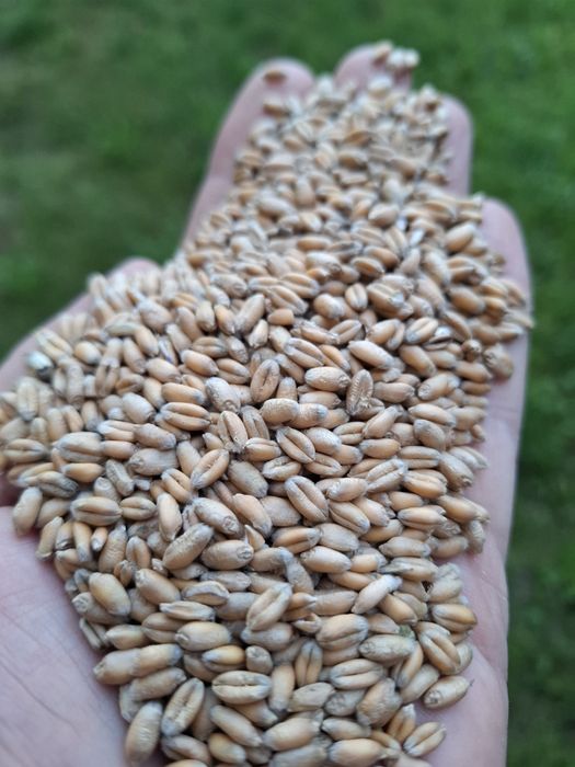 Pszenica ozima Euforia, owies Bingo