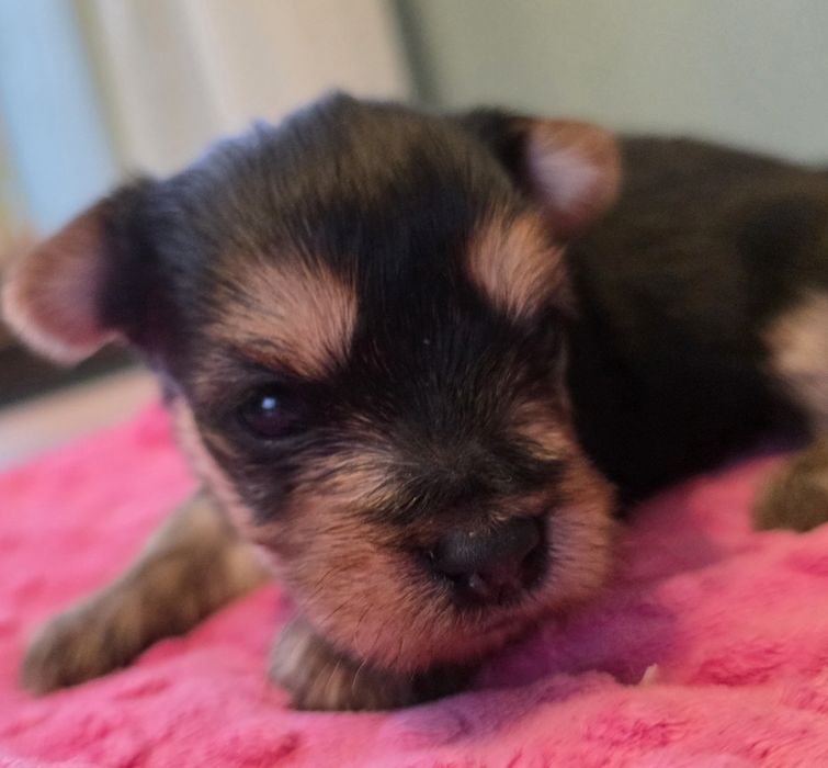 Yorkshire terrier suczka