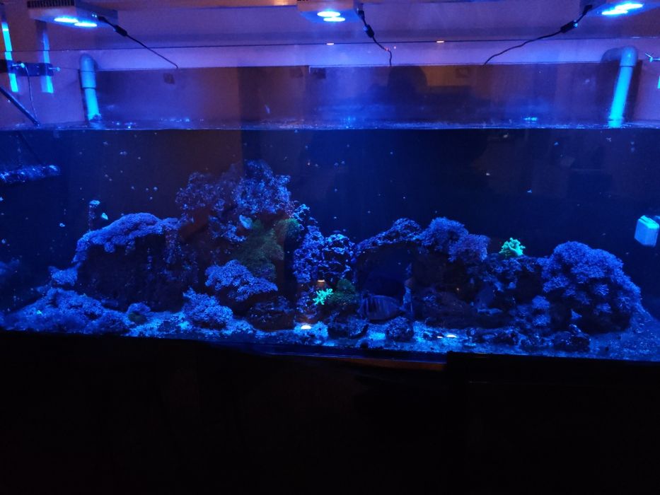 Peixes, rochas e corais