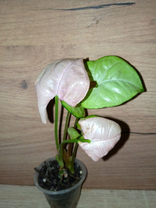 Syngonium collection/ колекція сингоніумів 12 різних сортів