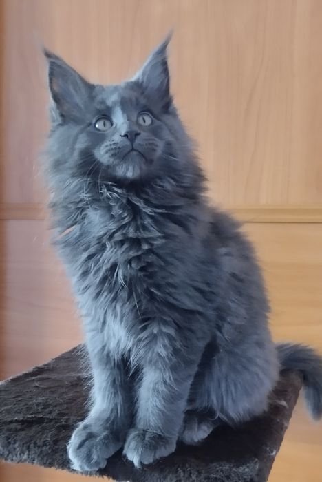 Мейн Кун мальчик голубой солид