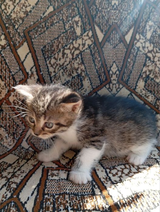 Котята в хорошие руки