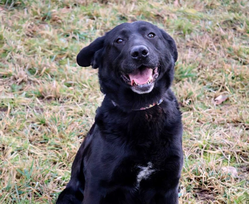 Śliczny, młody, w typie labradora - bardzo wrażliwy i serdeczny pies