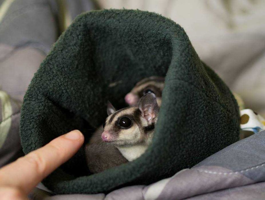 Latopałanka Latopałanki Lotopałanka Lotopałanka młode - samce i samice