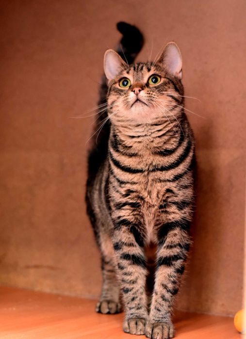 Нежная кошечка Масяня ждёт свою семью