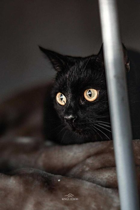 Ostrożna młoda kotka Dafne do adopcji