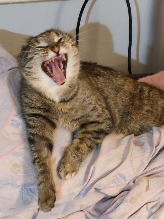 Cudowna kicia do adopcji