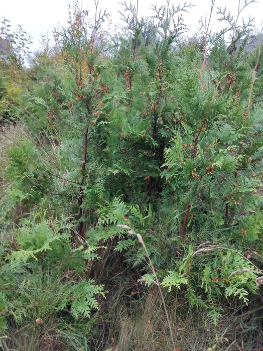Thuja Brabant 160cm