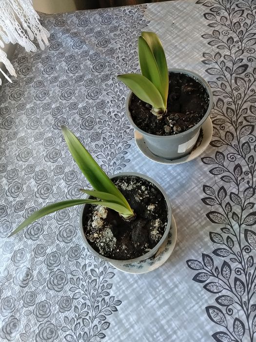 Продам вазон гіпеаструм(амариліс)
