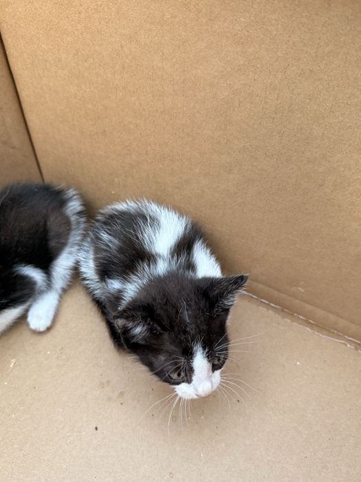 Gatos para adoção Viana do Castelo