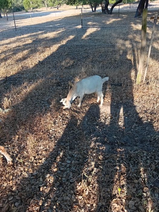 Cabras anãs com 3 meses