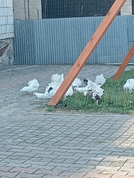 Sprzedam gołębie pawiki