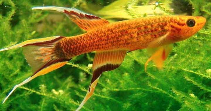 Proporczykowiec z Kap Lopez TINA ZOO Zabrze