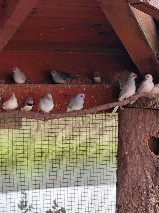 Gołąbki diamentowe,