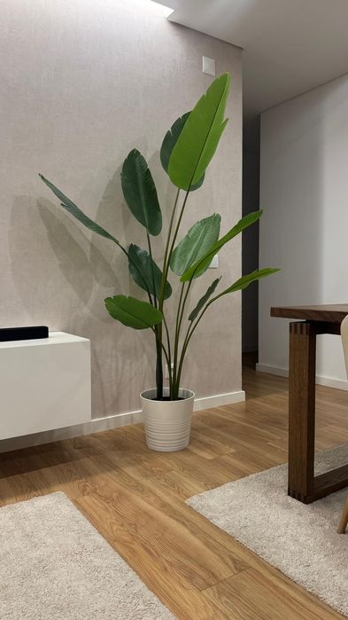 Planta Bananeira + Vaso