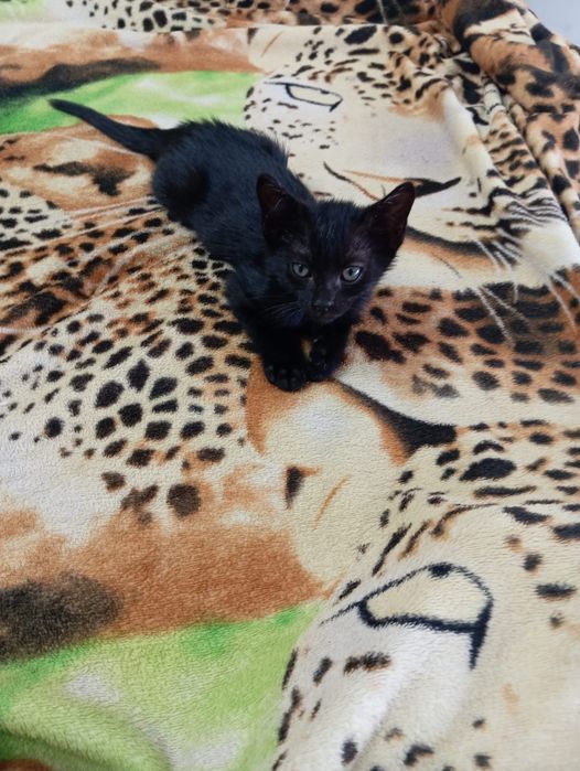 Irmãos Onix !!Gatinhos para adoção