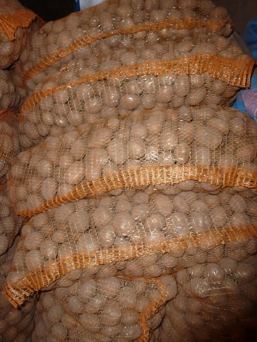 Ziemniaki Soraya   wielkość sadzeniaka