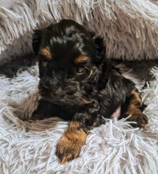 Maltipoo wyjætkowy czarno rudy chłopczyk odbiór 1 maj