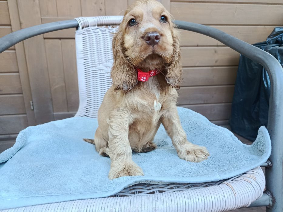 Cocker spaniel angielski sunia Rodowód