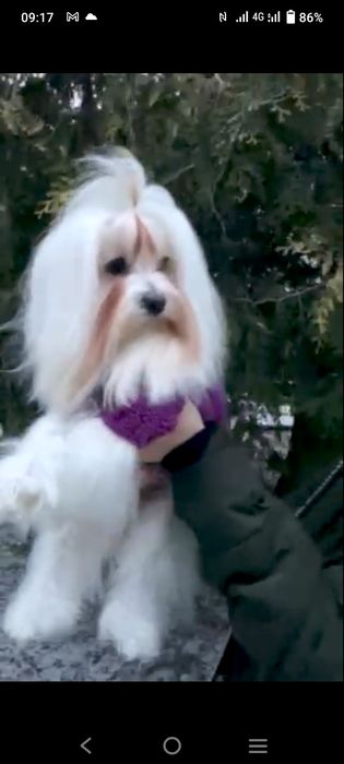 Чистокровний мальтезе запрошує на в'язку