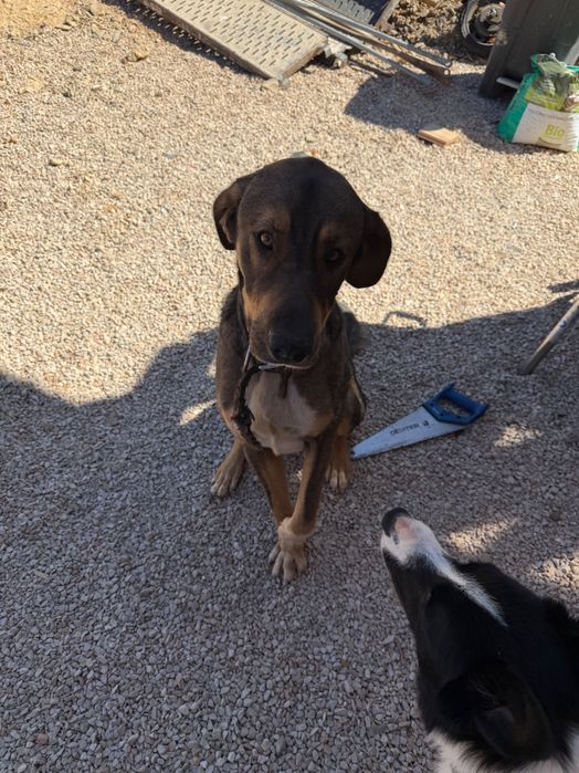 Para adopcao rafeiro Alentejano x pastor alemão macho - 1 ano