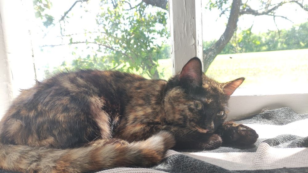 Бесплатно.Отдам в добрые руки кошку или кота