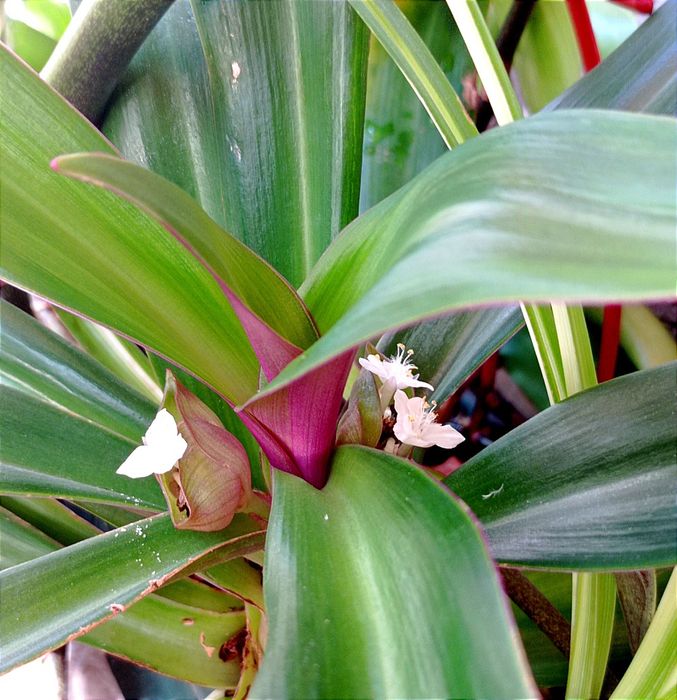 Цветок Рео, или "ладья Моисея"