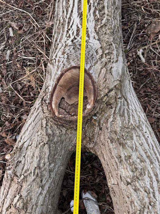 Drzewo orzech włoski - pień