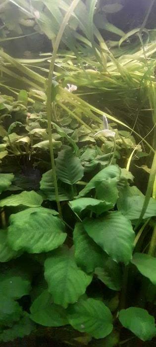 Anubias - roślinka akwariowa