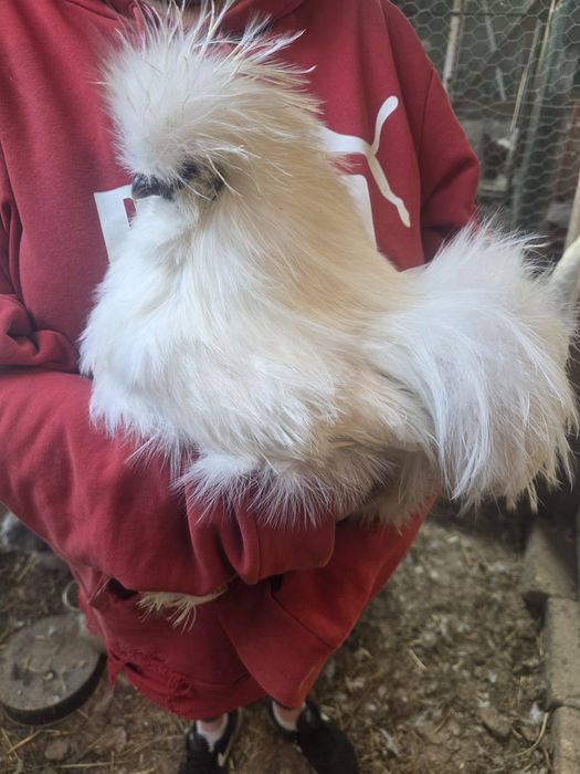 Kury rosy kury silki kury araukany naturalne ekologiczne kury