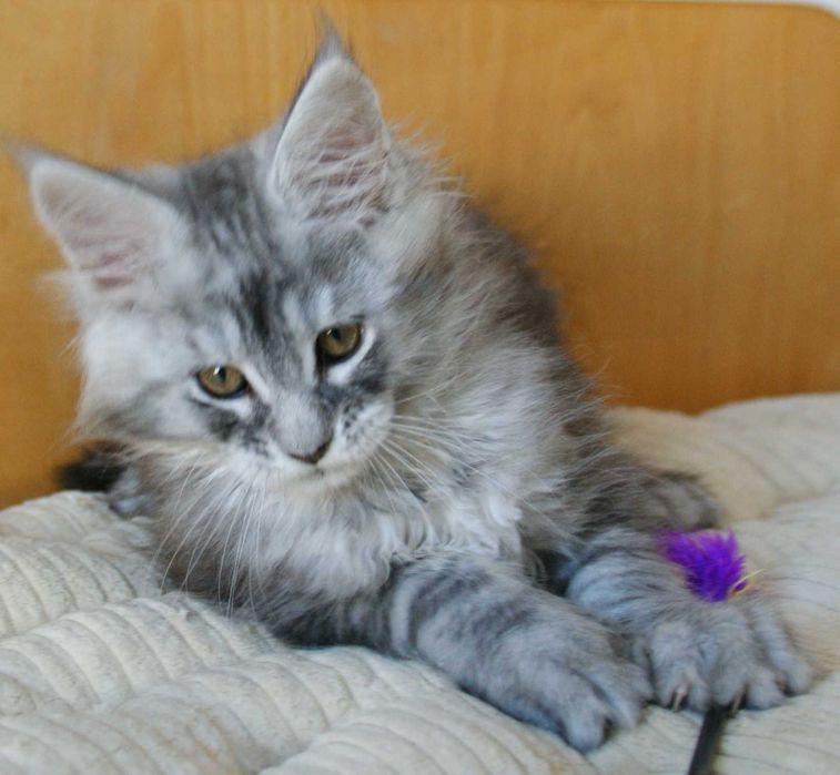 Maine Coon - kocurek