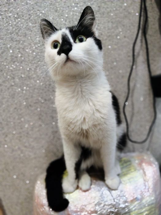Biało-czarny kocurek Szczęściarz do adopcji