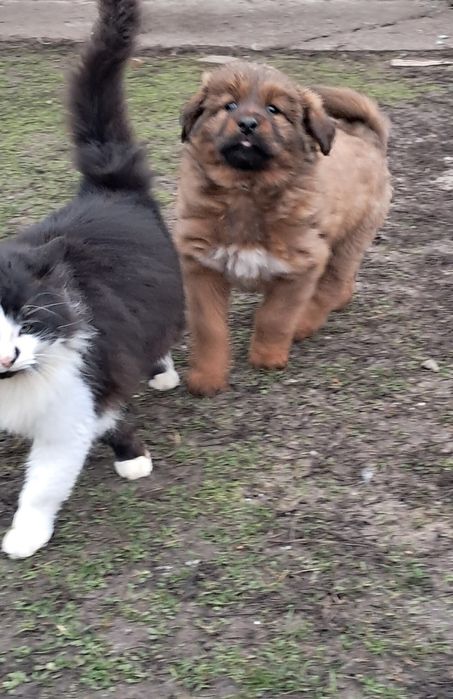 Тібетський мастиф