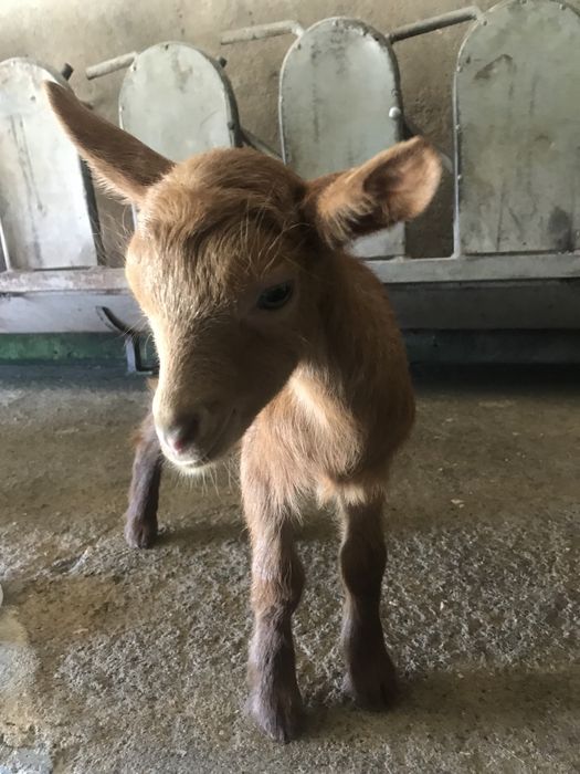Vendo cabrita com 12 dias para acabar de criarven