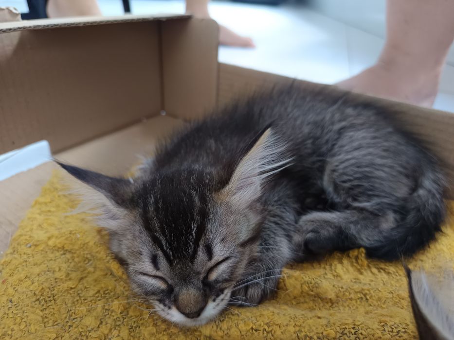 Gatinhos disponíveis pra adoção