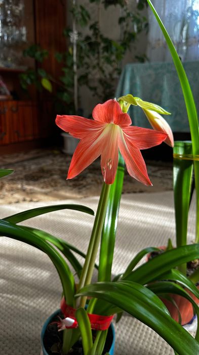 Амариліс, вазони