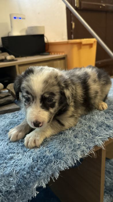 Border collie merle