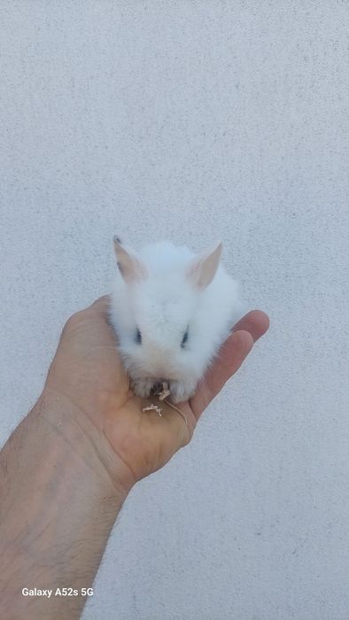 Coelhos anões  de qualidade