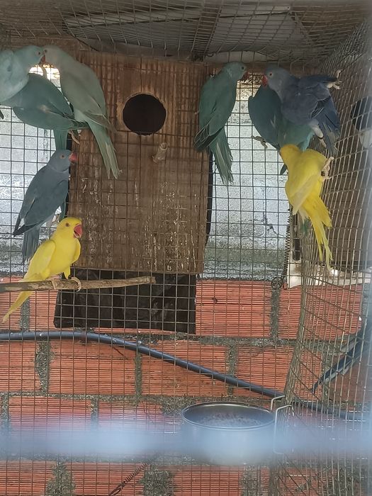 Ringnecks para dispensar