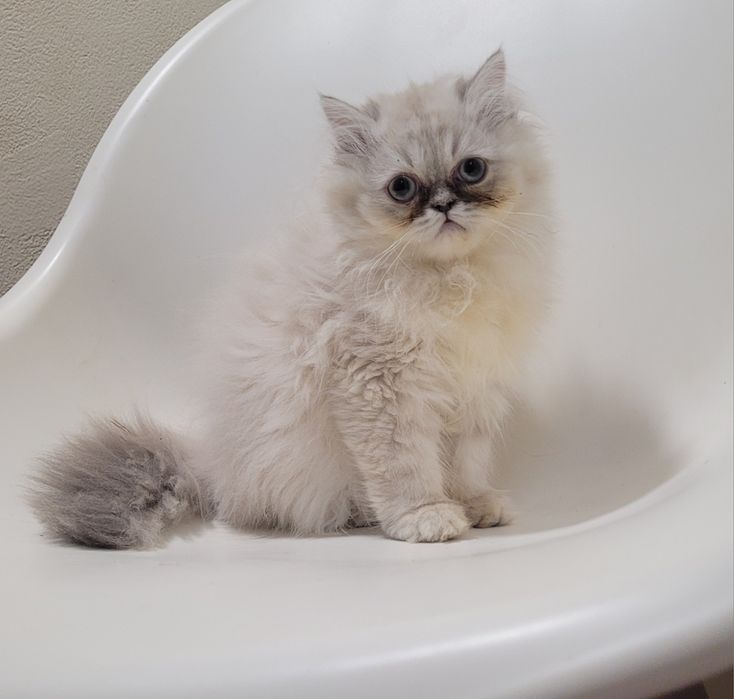 Gatinha persa linda