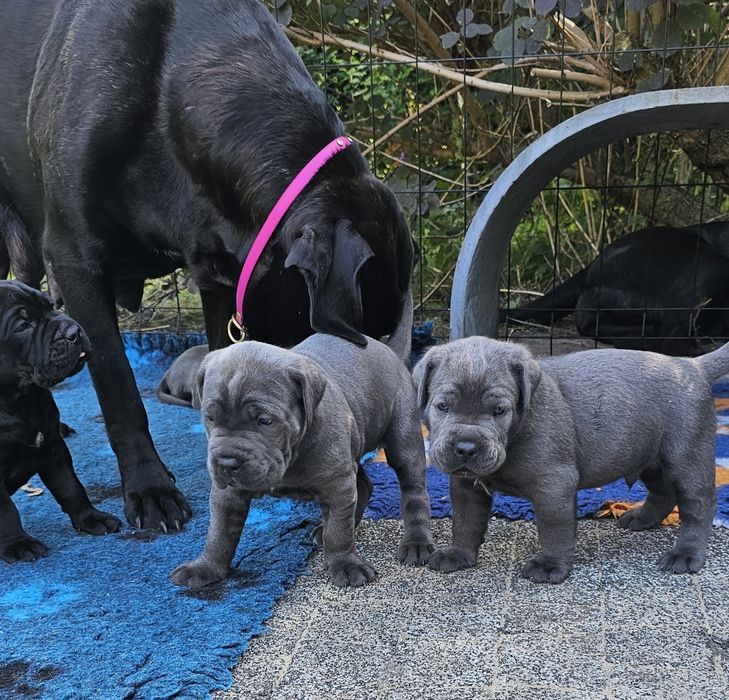 Szczeniaki Cane Corso Italiano