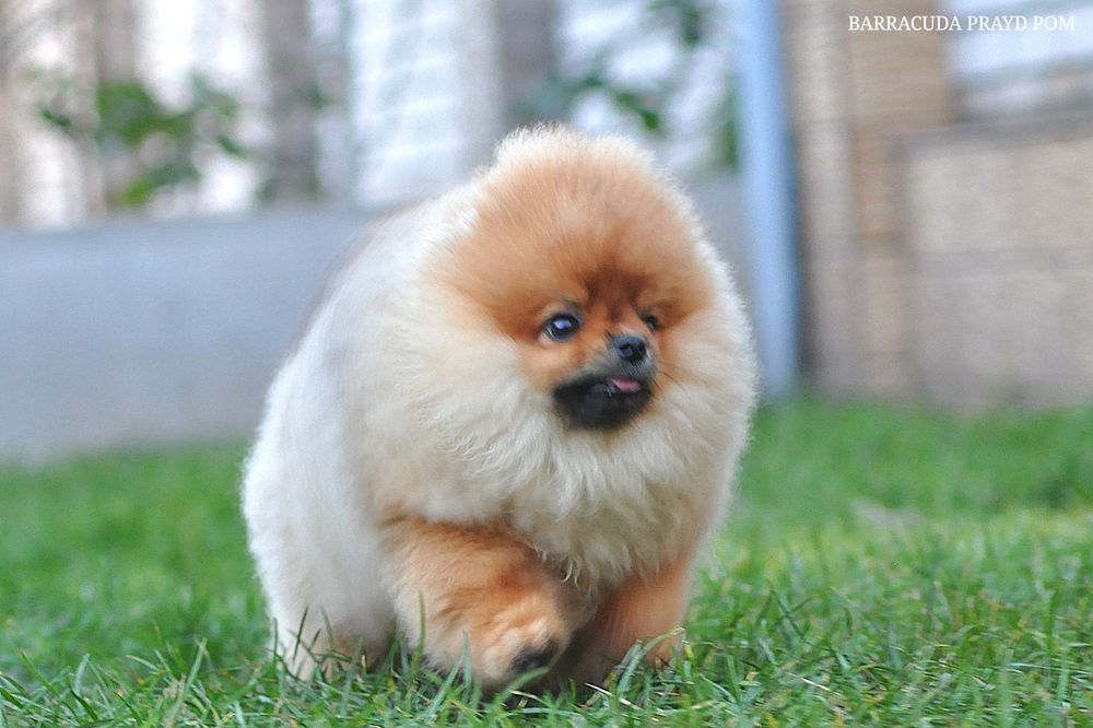 Эффектная Barracuda