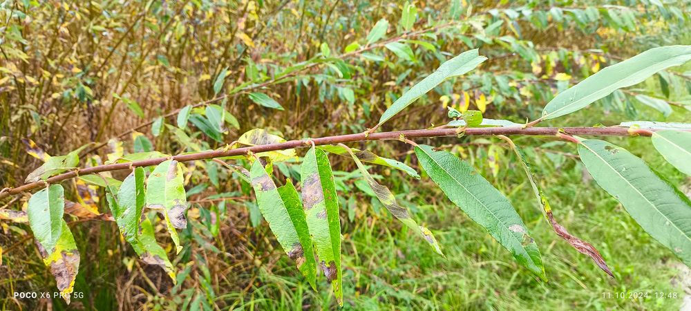 Лоза американка черенки